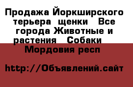 Продажа Йоркширского терьера, щенки - Все города Животные и растения » Собаки   . Мордовия респ.